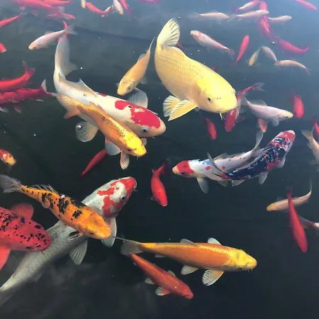 Paradies 1 Döttingen